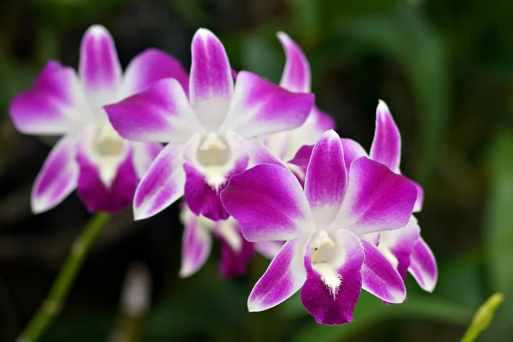 Dendrobium nobile — Hardened, Net Pot