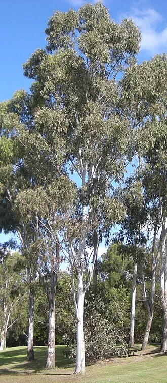 Eucalyptus — E. tereticornis TC Clone