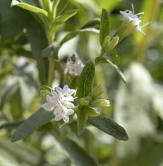 Stevia rebaudiana — TC Plants