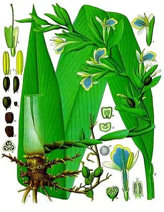 Cardamom — Elettaria cardamomum TC