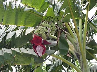 Banana TC Plantlet — Robusta