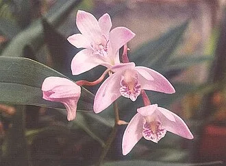 Dendrobium Orchid — Golden Scape