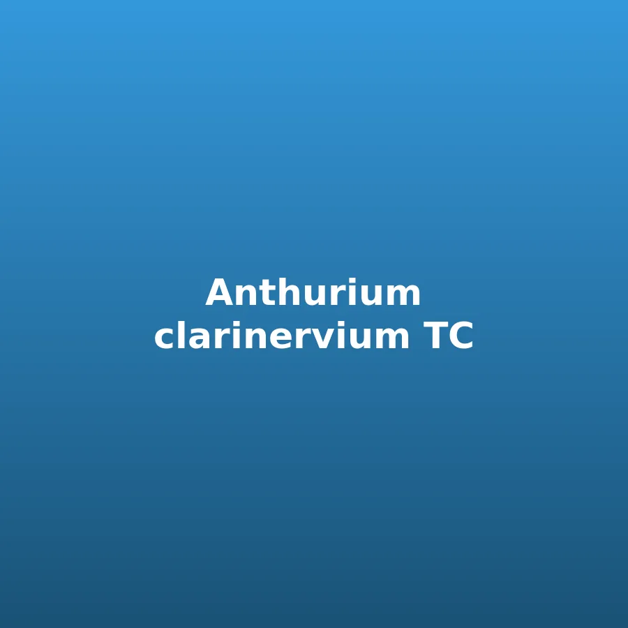 Anthurium clarinervium — TC Seedling