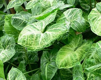 Syngonium — Pink Splash TC