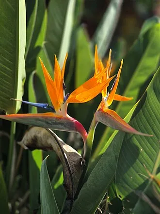 Bird of Paradise — Strelitzia reginae TC