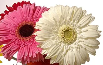 Gerbera — Mixed Colour TC Plugs