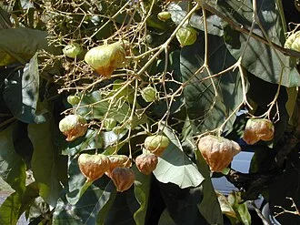 Teak — Tectona grandis TC Sapling